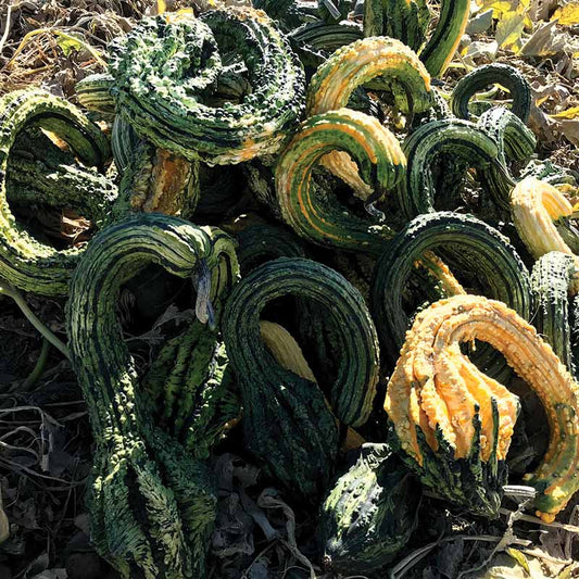 Gourd Gourdzilla F1 Seed