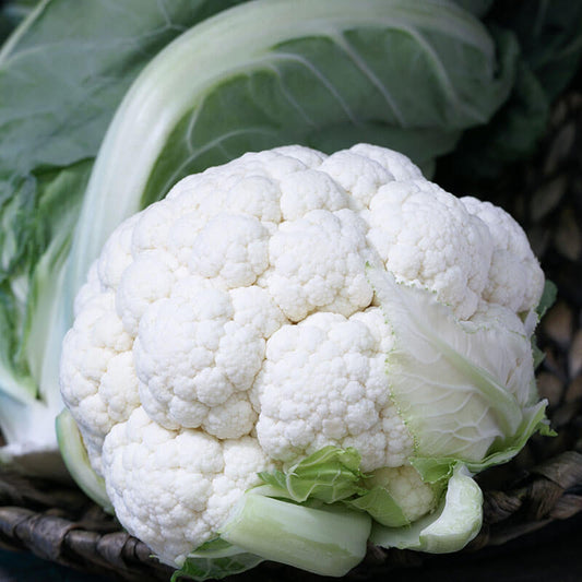 Cauliflower Twister F1 Seed
