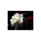 White Rose Seedlings Flower Seeds Perennial Growing Bonsai Corms Tubers Potted Planting Reblooming Fragrant Garden Roots Rhizomes Species Blooms Plant Bulbs Gardening Tree
