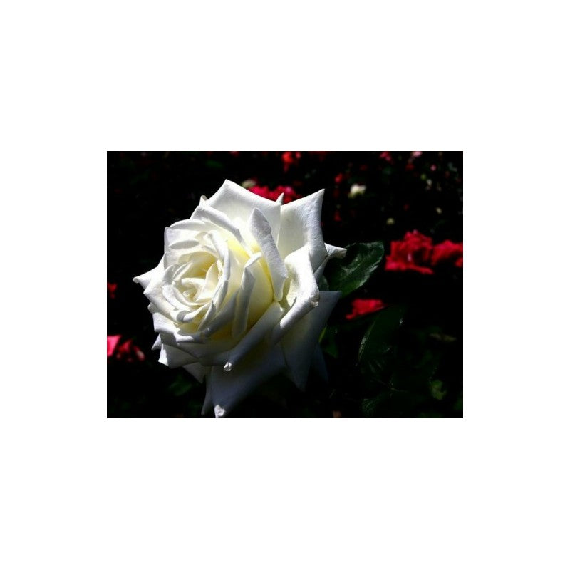 White Rose Seedlings Flower Seeds Perennial Growing Bonsai Corms Tubers Potted Planting Reblooming Fragrant Garden Roots Rhizomes Species Blooms Plant Bulbs Gardening Tree