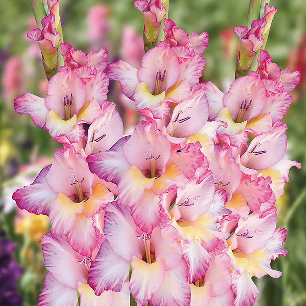 Rose Supreme Gladiolus Beautiful Flowering Sword Lily Gladioli Bulbs plants perennials Great Flower
