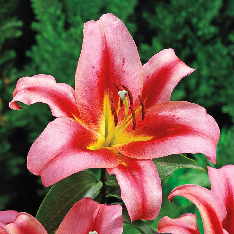 Spotlight Lily Tree Collection Lily Blooms Species Growing Bonsai Bulbs Roots Rhizomes Corms Tubers Potted Planting Reblooming Fragrant Garden Flower Seeds Plant