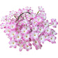 Rain lily bulbs for planting - Rain lily bulk - Rain lily bulbs for planting - Suitable for gardens and flowerpots