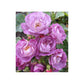 Climbing Rose Light Blue Seedlings Flower Seeds Perennial Growing Bonsai Corms Tubers Potted Planting Reblooming Fragrant Garden Roots Rhizomes Species Blooms Plant Bulbs Gardening Tree