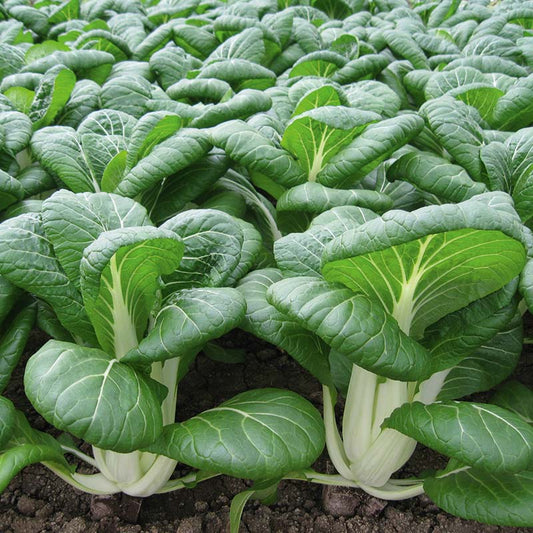 Pak Choi Bopak F1 Seed