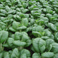 Pak Choi Bopak F1 Seed