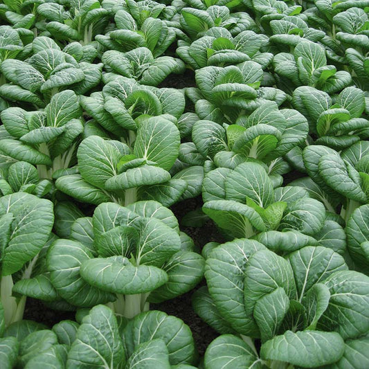 Pak Choi Bopak F1 Seed