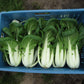 Pak Choi Bopak F1 Seed