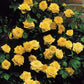 Climbing Yellow Rose Seedlings Flower Seeds Perennial Growing Bonsai Corms Tubers Potted Planting Reblooming Fragrant Garden Roots Rhizomes Species Blooms Plant Bulbs Gardening Tree