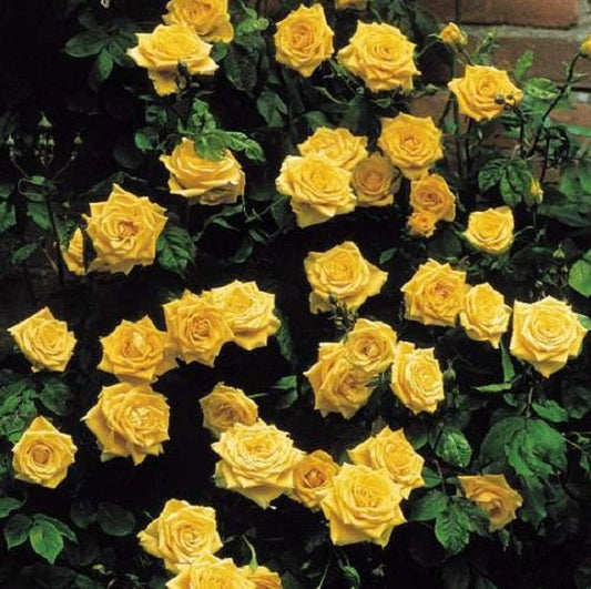 Climbing Yellow Rose Seedlings Flower Seeds Perennial Growing Bonsai Corms Tubers Potted Planting Reblooming Fragrant Garden Roots Rhizomes Species Blooms Plant Bulbs Gardening Tree