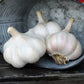 Garlic Violet Spring Hardneck