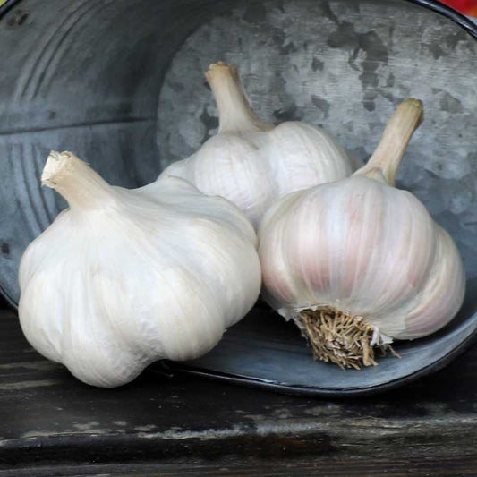 Garlic Violet Spring Hardneck