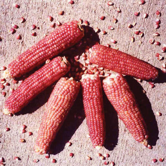 Ornamental Corn Early Pink Seed