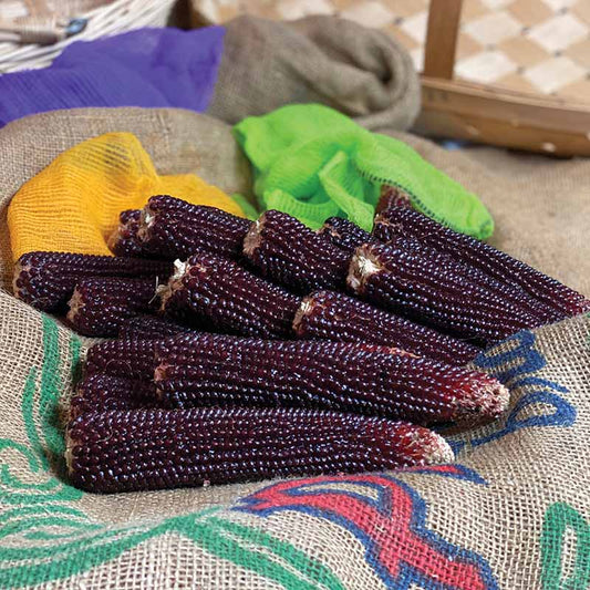 Ornamental Corn Ruby Red F1 Seed