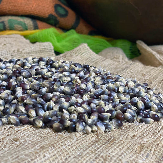 Ornamental Corn Shaman's Blue F1 Seed