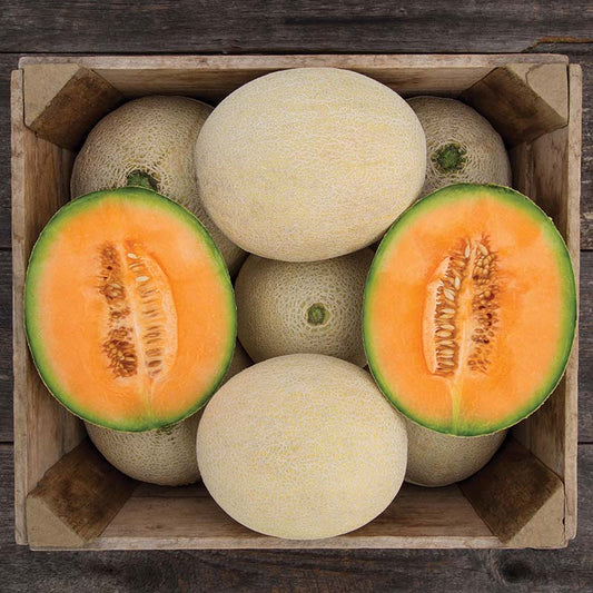 Melon True Love F1 Organic  Seed