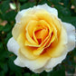 Yellow White Rose Seedlings Flower Seeds Perennial Growing Bonsai Corms Tubers Potted Planting Reblooming Fragrant Garden Roots Rhizomes Species Blooms Plant Bulbs Gardening Tree