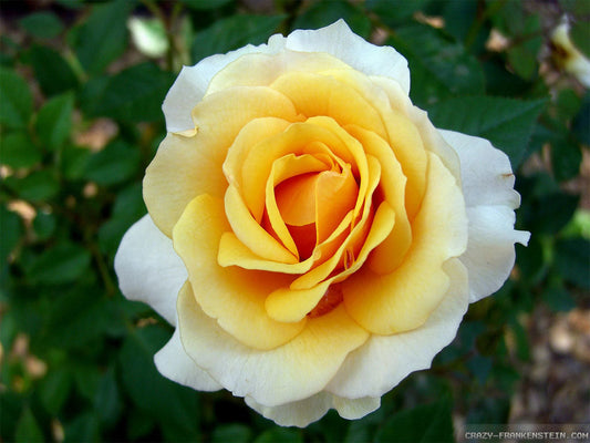 Yellow White Rose Seedlings Flower Seeds Perennial Growing Bonsai Corms Tubers Potted Planting Reblooming Fragrant Garden Roots Rhizomes Species Blooms Plant Bulbs Gardening Tree