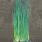 Chive Nelly Organic Seed