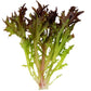 Lettuce Rhone MTO Organic Seed