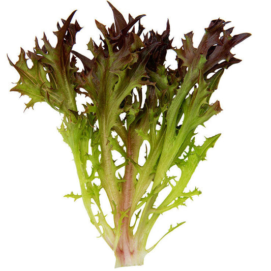 Lettuce Rhone MTO Organic Seed