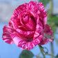Bi Color Pink Rose Seedlings Flower Seeds Perennial Growing Bonsai Corms Tubers Potted Planting Reblooming Fragrant Garden Roots Rhizomes Species Blooms Plant Bulbs Gardening Tree
