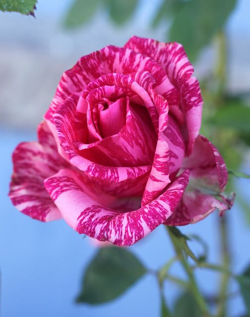 Bi Color Pink Rose Seedlings Flower Seeds Perennial Growing Bonsai Corms Tubers Potted Planting Reblooming Fragrant Garden Roots Rhizomes Species Blooms Plant Bulbs Gardening Tree