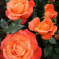 Bright Orange Rose Seedlings Flower Seeds Perennial Growing Bonsai Corms Tubers Potted Planting Reblooming Fragrant Garden Roots Rhizomes Species Blooms Plant Bulbs Gardening Tree