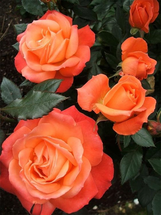 Bright Orange Rose Seedlings Flower Seeds Perennial Growing Bonsai Corms Tubers Potted Planting Reblooming Fragrant Garden Roots Rhizomes Species Blooms Plant Bulbs Gardening Tree