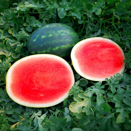 Watermelon El Capitan F1 Seed