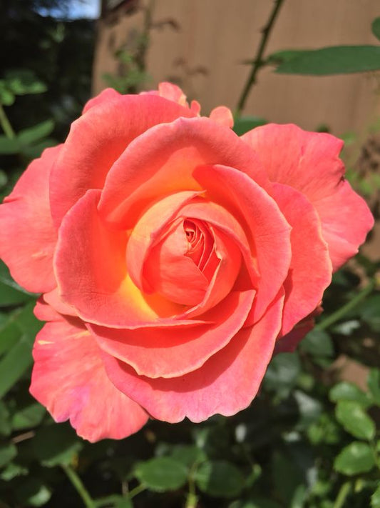 Bright Salmon Seedlings Flower Seeds Perennial Growing Bonsai Corms Tubers Potted Planting Reblooming Fragrant Garden Roots Rhizomes Species Blooms Plant Bulbs Gardening Tree