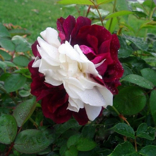 Burgundy White Rose Seedlings Flower Seeds Perennial Growing Bonsai Corms Tubers Potted Planting Reblooming Fragrant Garden Roots Rhizomes Species Blooms Plant Bulbs Gardening Tree