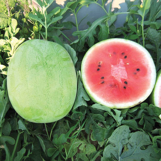 Watermelon Minipool F1 Seed