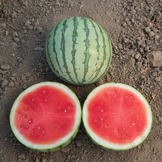 Watermelon Ocelot F1 Seed