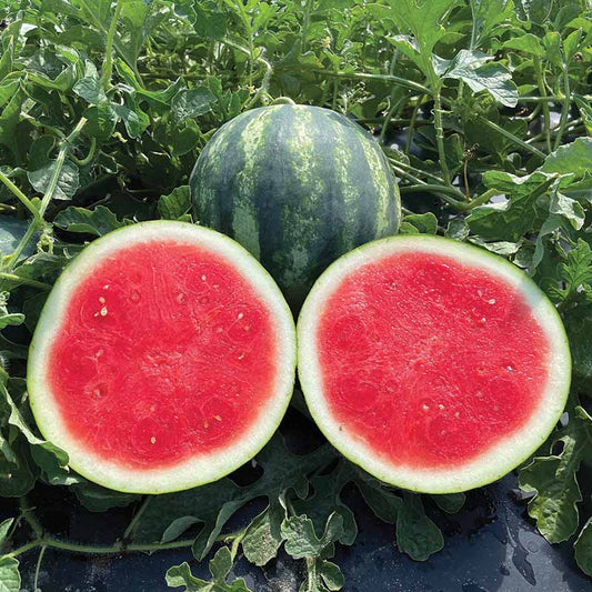 Watermelon Nectaro F1 Seed