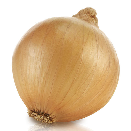 Onion Saddleback F1 Seed