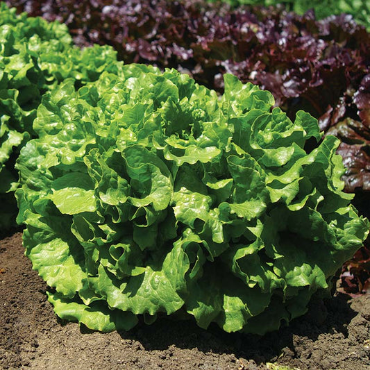 Lettuce Starstruck Seed