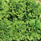 Lettuce Starstruck Seed