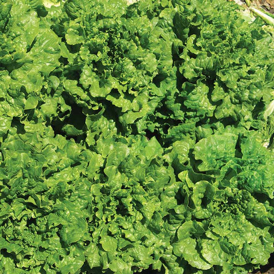 Lettuce Starstruck Seed