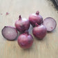 Onion Tannat F1 Seed