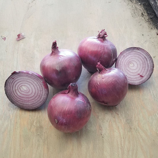 Onion Tannat F1 Seed