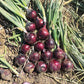 Onion Tannat F1 Seed