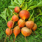 Beet Golden Boy Seed