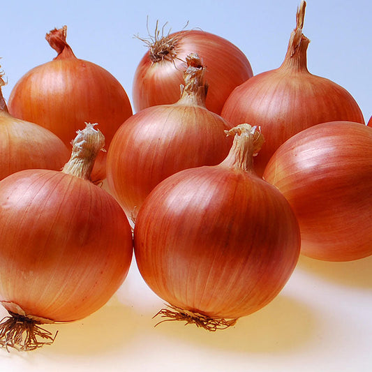 Onion Trident F1 Seed