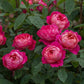 Double Bright Pink Rose Seedlings Flower Seeds Perennial Growing Bonsai Corms Tubers Potted Planting Reblooming Fragrant Garden Roots Rhizomes Species Blooms Plant Bulbs Gardening Tree