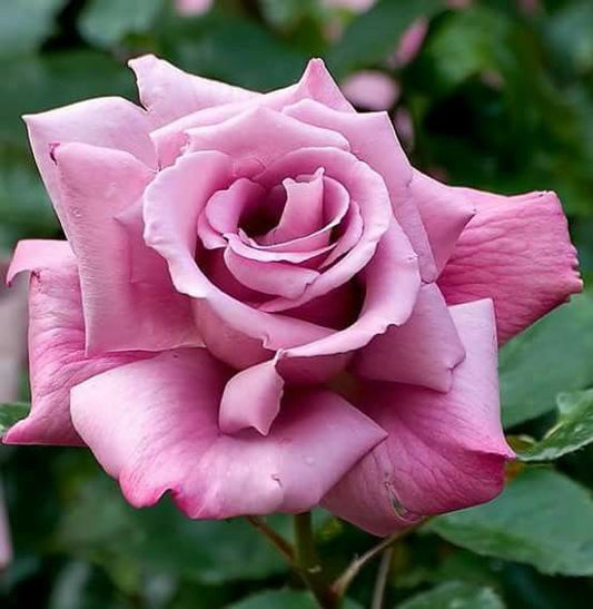 Double Light Purple Rose Seedlings Flower Seeds Perennial Growing Bonsai Corms Tubers Potted Planting Reblooming Fragrant Garden Roots Rhizomes Species Blooms Plant Bulbs Gardening Tree