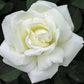 Double White Rose Seedlings Flower Seeds Perennial Growing Bonsai Corms Tubers Potted Planting Reblooming Fragrant Garden Roots Rhizomes Species Blooms Plant Bulbs Gardening Tree