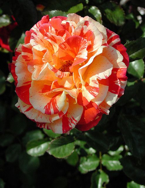 Double Yellow Orange Rose Plant Seedlings Flower Seeds Perennial Growing Bonsai Corms Tubers Potted Planting Reblooming Fragrant Garden Roots Rhizomes Species Blooms Bulbs Gardening Tree