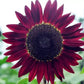 Sunflower Seeds for Planting - Grow Giant Sun Flowers in Your Garden  Non GMO Heirloom Seeds - Full Planting Instructions for Easy Grow - Great Gardening Gifts (1 Packet)