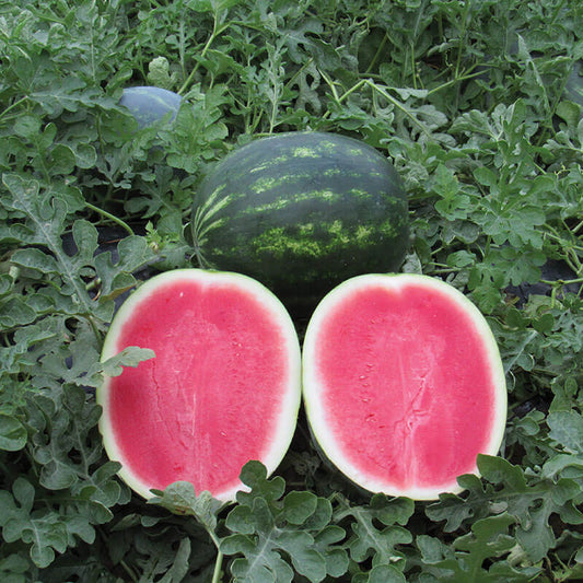 Watermelon Cracker Jack F1 Organic Seed